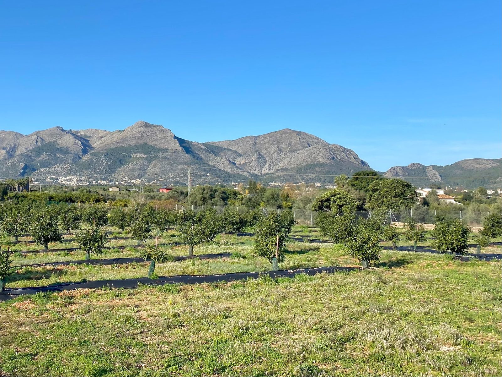 Panoramic mountain and countryside views across citrus orchards of a 5-bedroom villa in Benidoleig - The Estates