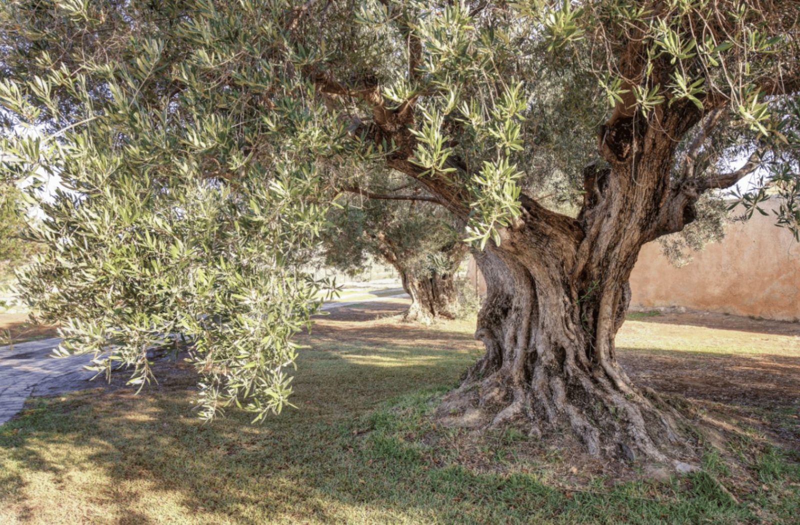 Mature olive trees and a pathway on the grounds of a 4-bedroom finca in Moraira - The Estates