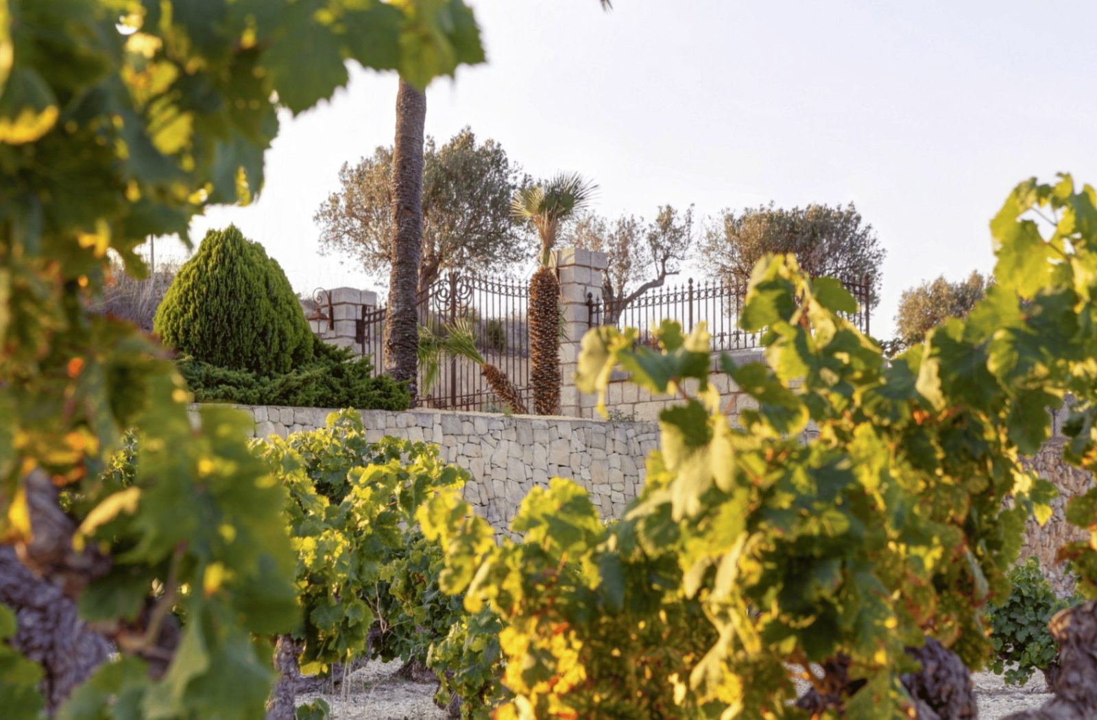 Vine-covered garden and stone wall with palm trees near a 4-bedroom finca in Moraira - The Estates